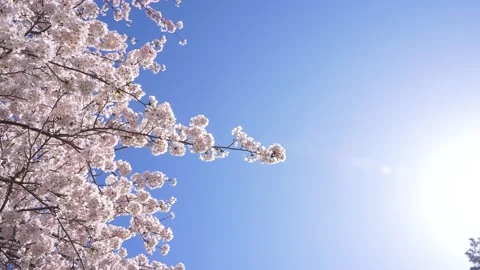 Panning 4K video of cherry trees in full bloom Video stock 222707272