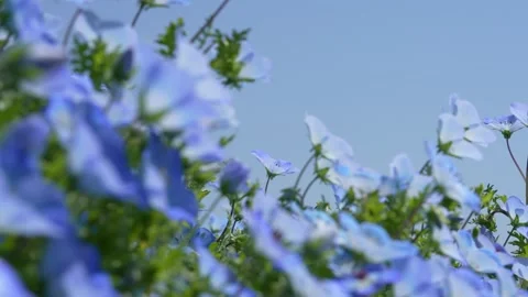 Panning 4K  Video of small blue flower "Nemophila". Stock Footage 261265358