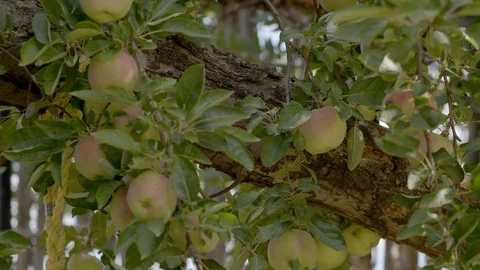 Panning Across an Apple Tree Limb with Fresh Apples Growing Stock Footage 123141347