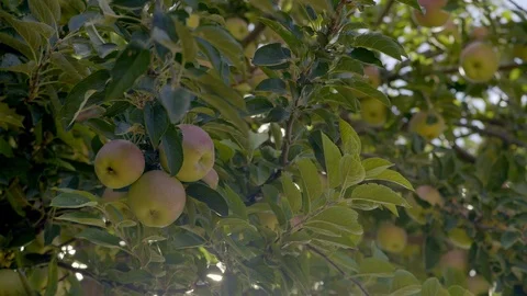 Panning Across an Apple Tree Limb with Fresh Apples Growing Stock Footage 123145359