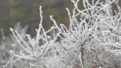 Panning across bright white branches covered in frost and snow Stock Footage 102194059