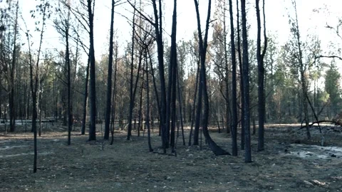 Panning across burnt thin trees Stock Footage 301838769