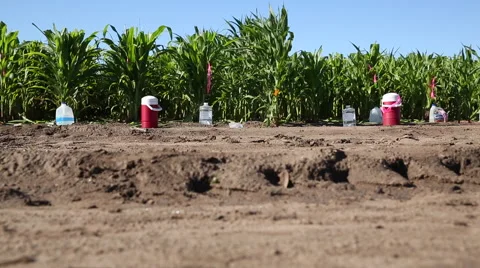 Panning across a cornfield Stockbeeldmateriaal 45694610