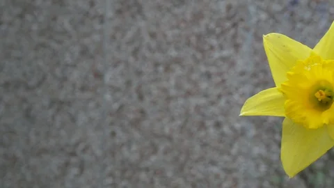 Panning across daffodils Stock Footage 104111462