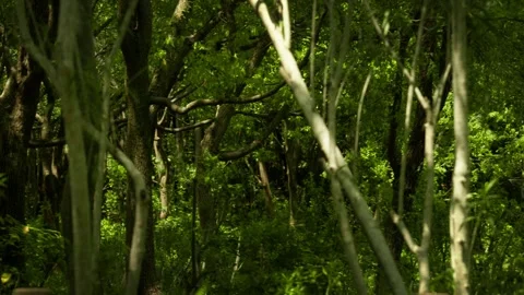 Panning Across the Dense Forest Tree Canopy Stock Footage 332787233