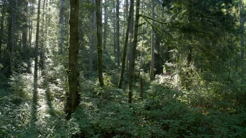 Panning Across Evergreen Forest on Clear, Sunny Day Stock Footage 149406949