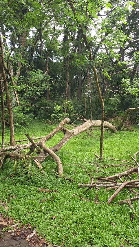 Panning Across A Fallen Tree In A Lush Green Tropical Park 库存影片 332968637