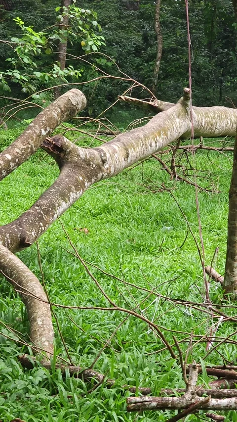 Panning Across A Fallen Tree In A Lush Green Tropical Park Vidéo 332968813
