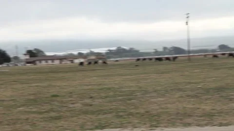 Panning across field and cattle Stock Footage 155489850