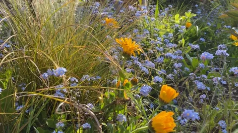 Panning across a garden border Stock Footage 188044692