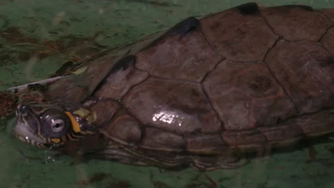 Panning across a map turtle close up Stock Footage 167973175