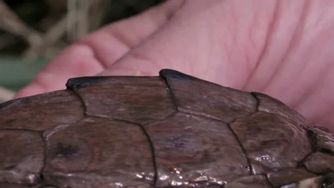 Panning across a map turtle shell Stock Footage 167973216