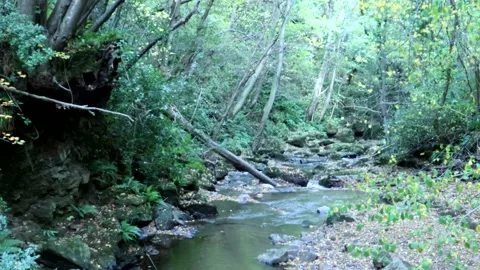 Panning Across A Natural Stream Deep In The Forest Video stock 164103887