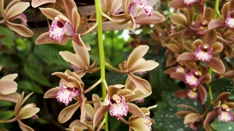 Panning across an orchids Stock Footage 277538952