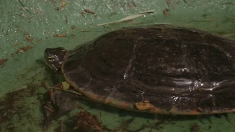 Panning across painted turtle shell Stock Footage 167973222