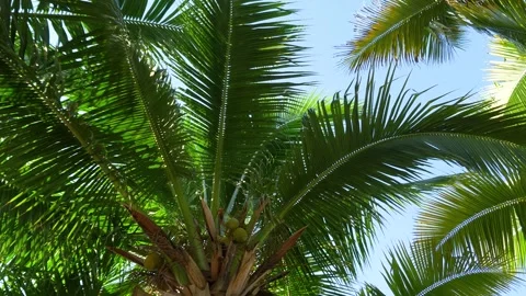Panning Across Palm Trees Stock Footage 294747971