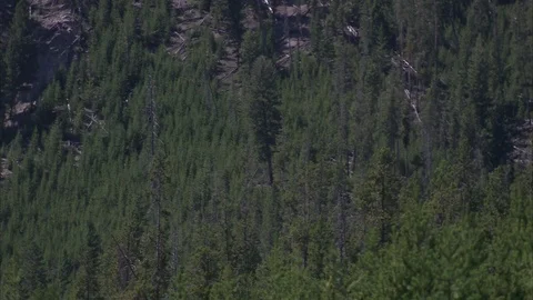 Panning Across Pine Forest and Mountain Face Stock Footage 86756195