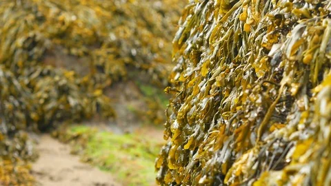 Panning across seaweed Stock Footage