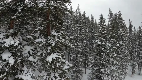 Panning across snow covered trees on cloudy day Stock Footage 149384925