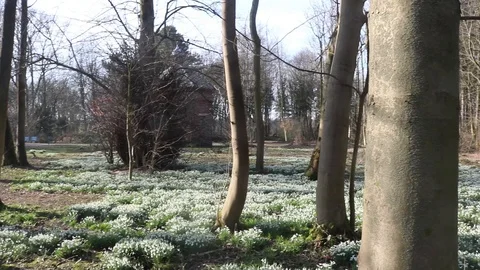 Panning across Snow drop forest Stock Footage 86289112