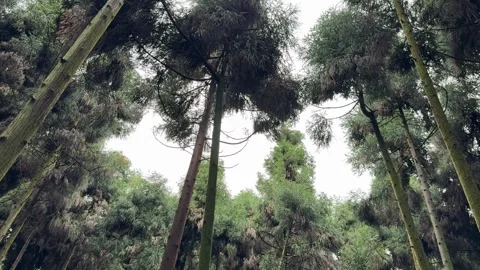 Panning Across Tall Slender Trees In A Dense Forest 스톡 동영상 334829446