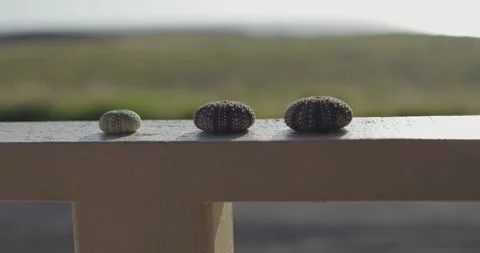 Panning across three Urchin Shells on a Railing Stock Footage 310152366