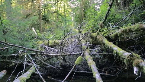Panning across web of fallen trees Stock Footage 81045298