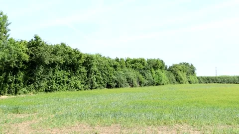 Panning Across A Wheat Field Video stock 201006230