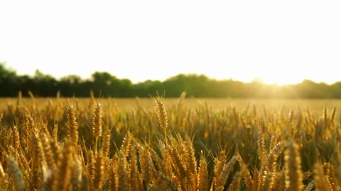 Panning across wheat stems Video stock 114182790
