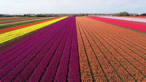 Panning aerial view rows of tulip fields, farming export Netherlands Europe Stock Footage
