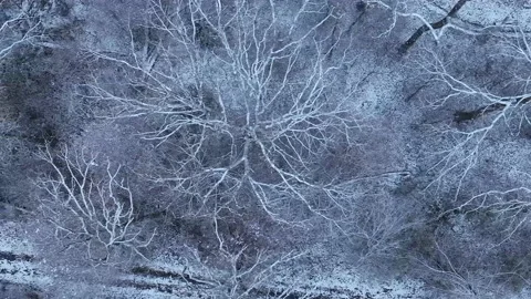 Panning aerial view snow covered winter trees in forest, Germany Stock Footage 169990204