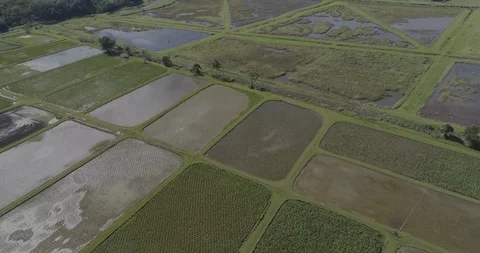 Panning aerial view of taro fields, hanalei kauai, hawaii Stock Footage 135322147