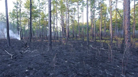 Panning after a prescribed burn in a Longleaf Pine forest Video stock 34457133