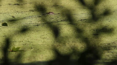 Panning Alligators Head Stock Footage 26594822
