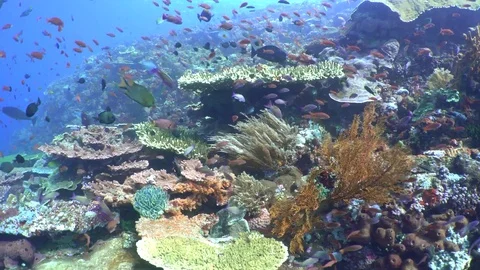 Panning Along a Coral Reef Stock Footage 80408552