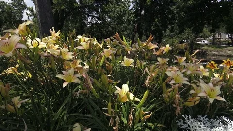 Panning along a field of lilies Video stock 76480153