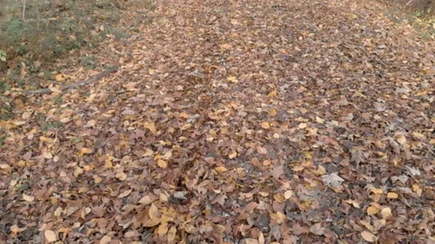 Panning along a leaf covered forest road. Stock Footage 106921824
