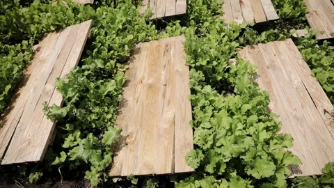 Panning along spring summer landscape with wooden decks for snails breeding Stock Footage 245383771