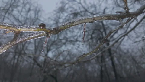 Panning along tree branch covered in thin layer of ice Stock Footage 328100129