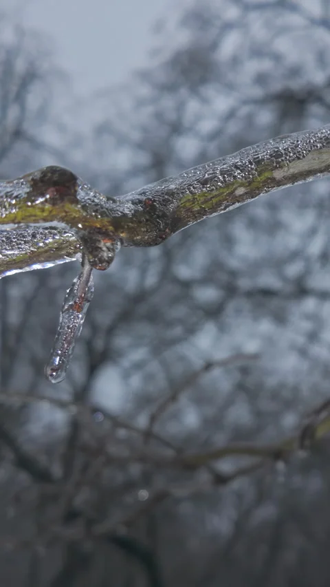 Panning along tree branch covered in thin layer of ice Stock Footage 328745173