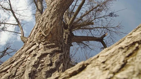 Panning along tree Stock Footage 105678118