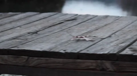 Panning Alongside a Boarded Dock over Lake Stock Footage 44666293