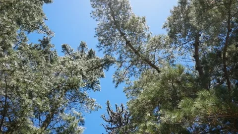 Panning up and down at a large tree in New Zealand Stock Footage 260775847