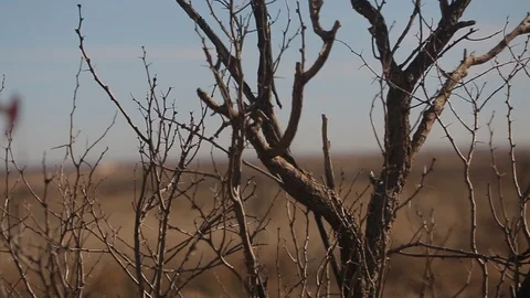 Panning and rack focus of lonely oil derrick behind barren and dead bushes A Stock Footage 125685258