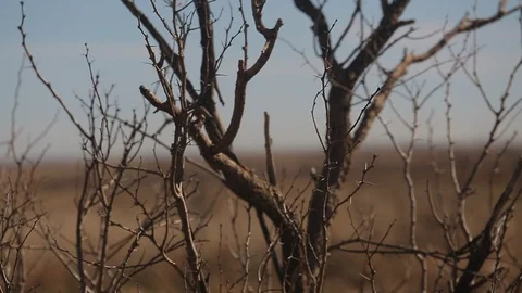 Panning and rack focus of lonely oil derrick behind barren and dead bushes B Stock Footage 125685289