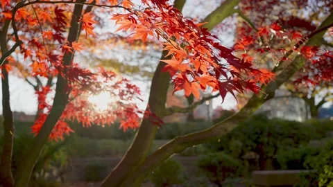 Panning and slow-motion video of red maple trees and red leaves 動画素材 143945615