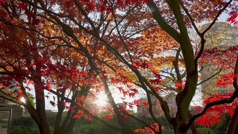 Panning and slow-motion video of red maple trees and red leaves Vídeo Stock 143945632
