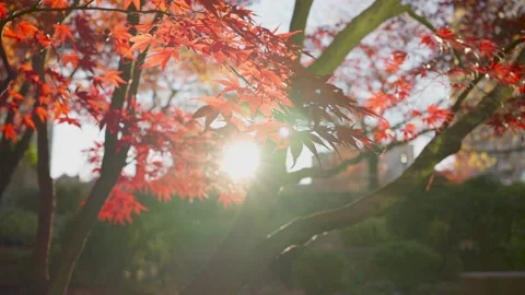 Panning and slow-motion video of red maple trees and red leaves 動画素材 143945672
