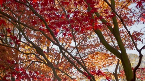Panning and slow-motion video of red maple trees and red leaves 動画素材 143945761