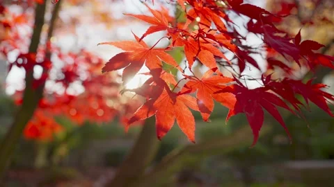 Panning and slow-motion video of red maple trees and red leaves Stockbeeldmateriaal 143945840
